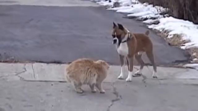 Кот против собаки кто победит? Правильно Я смотреть онлайн