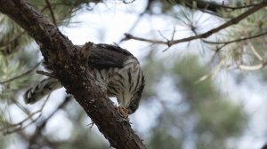 sparrow hawk eat zitting cisticola