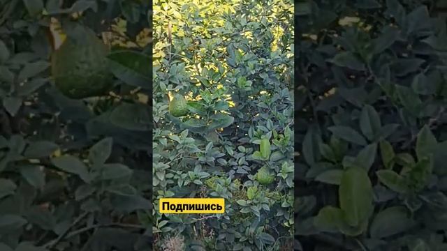 Вот так растёт помело #сочи