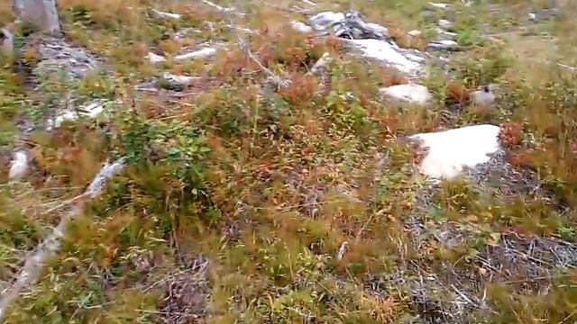 Работа в Швеции. Лесная ягода. Сезон 2016 смотреть онлайн