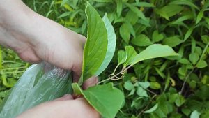 Как ферментировать листья ягодных кустов и лоз