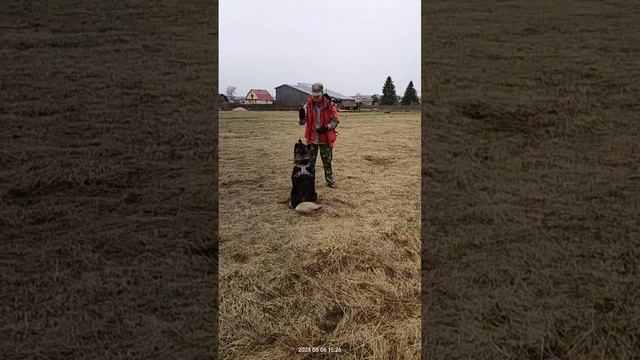 Дрессировка, повторение команд. Новый рекорд прыжка в высоту. Тайсон | Шепски (метис хаски)