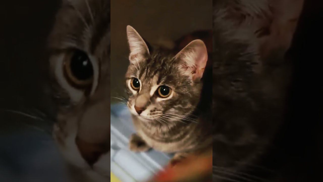 Налетели как саранча  #кот #cat #funny #shorts #мем