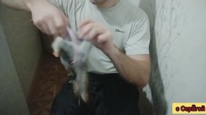 Как снять ШКУРУ с БЕЛКИ и ОБЕЗЖИРИТЬ. Съем шкурки в первый раз НОВИЧКУ