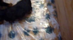 Щенки йоркширского терьера 1,5 месяца