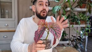 Begonia Brevirimosa subspecies exotica care and tips