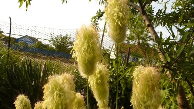 Цветение лагуруса(зайцехвоста). смотреть онлайн