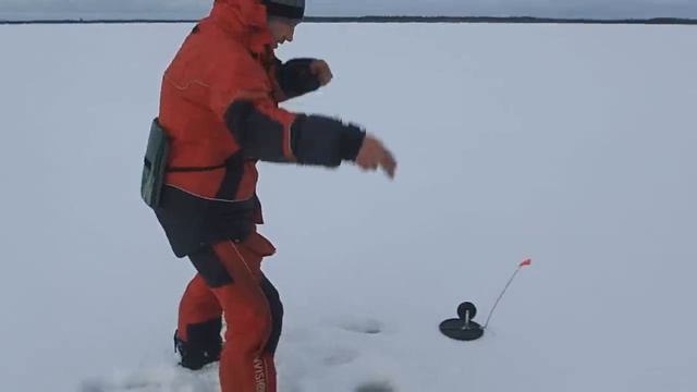 В погоне за крупным окунем  Весна 2019 Луковецкая технологичка Приятные хлопоты по строительству из
