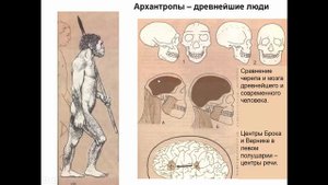 Биология. 9 класс. Этапы эволюции человека. Людмила Ивановна. Profi-Teacher.ru