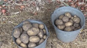 Картофель сорта Уладар: от посылки до сбора урожая.