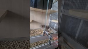 инсульт у шиншиллы ?