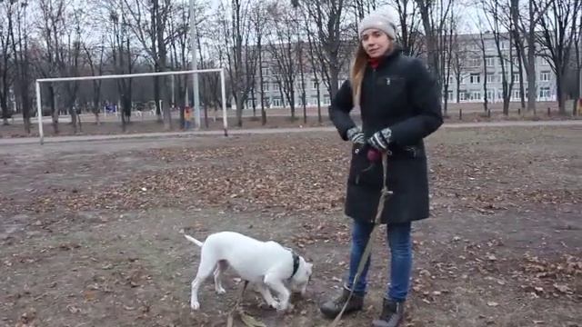 брать или не брать стаффа? Кому подходит стаффорд ? Какие плюсы и минусы породы стаффорд смотреть онлайн