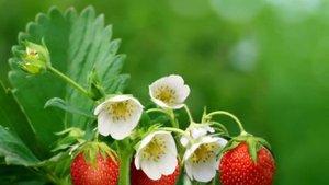 Кормлю клубнику по методу голландских фермеров — молоком:  клубники в 1,5-2 раза больше