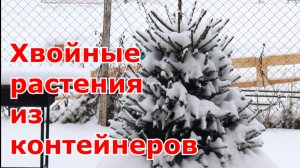 Какие хвойные из контейнеров лучше приживутся в Подмосковье. Может ли кипарис расти в средней полосе