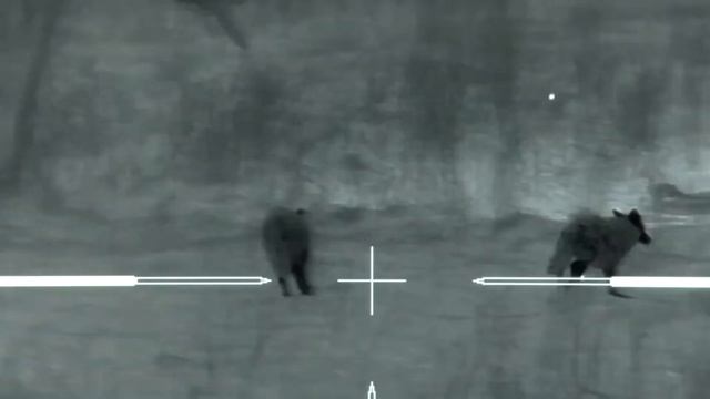 ?ОХОТА НА КАЙОТОВ С ТЕПЛОВИЗОРОМ ВЫСОКОГО РАЗРЕШЕНИЯ. 50 КАЙОТОВ БЫЛО ОТСТРЕЛЯНО ЗА НЕСКОЛЬКО МИНУТ