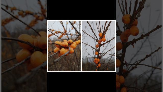 Осень, и ягода как же жаль, что уже осень, а скоро зима . смотреть онлайн