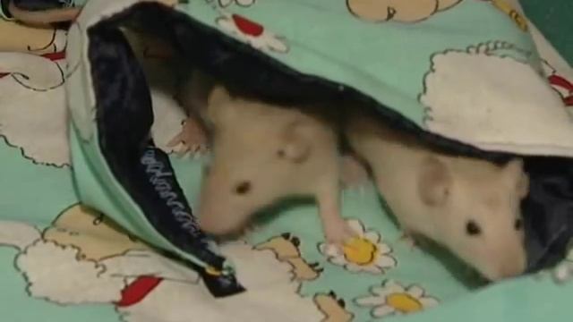 Экзотические животные дома смотреть онлайн