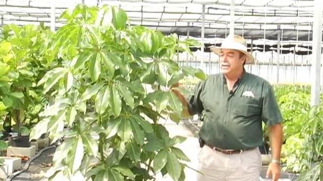 Schefflera Amate Care Instructions.avi