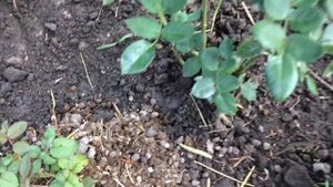 Пересаживаем маленькую укоренённую розу -Когда и куда? Отвечаю на ваши вопросы??