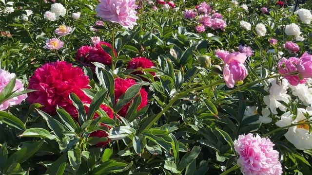 ЧАЙ ИЗ ПИОНОВ смотреть онлайн