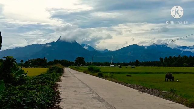 GIANT ALOCASIA: Gaano nga ba ka Common? смотреть онлайн