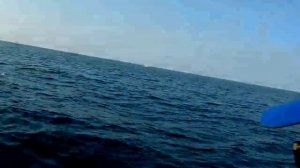 SLOW JIGGING Лакедра слоуджиг сентябрь , Hiramasa (ヒラマサ)Морская рыбалка Владивосток сент.2016