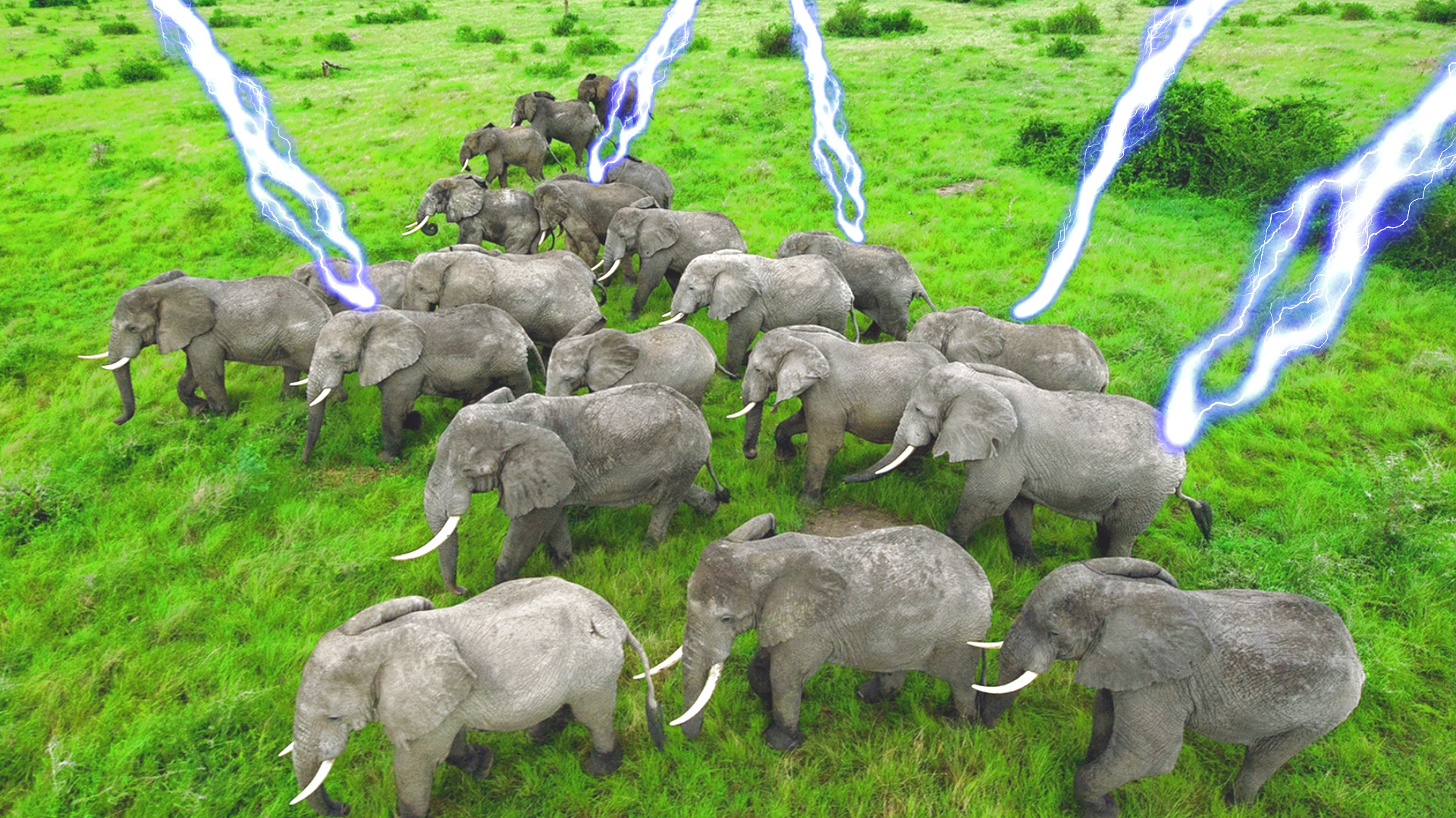 Загадочный случай в Индии молния ударила в 18 слонов.mp4.mp4