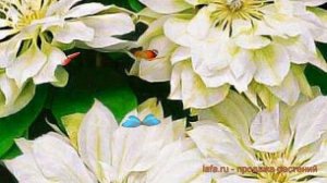 Клематис крупноцветковый Юкиокоши ? клематис Юкиокоши обзор: как сажать саженцы клематиса Юкиокоши