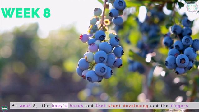 First Trimester Pregnancy | Mind-blowing facts about the first trimester you won't believe! смотреть онлайн