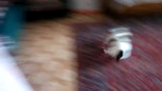 Home racer french bulldog Luna! Dog racing! Домашний гонщик - французский бульдог Луна! смотреть онлайн