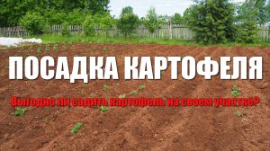 Посадка картофеля в деревне. Стоит ли выращивать картофель. Съездили к родителям в деревню