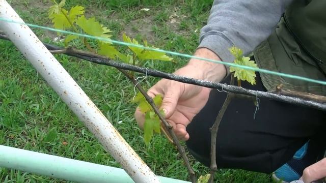 Нормировка побегов и препараты для обработки винограда. смотреть онлайн