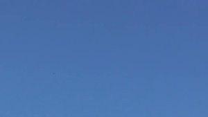 Мелкий сокол атакует ястреба перепелятника и смеётся над ним. Перепелятник обороняется.