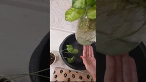 Сингониум, формируем пышный куст. Обновление Сингониума.