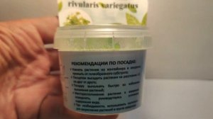 Живое аквариумное растение Дубок Мексиканский меристемное