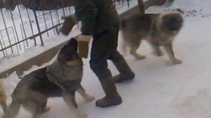 Мои ласковые кавказские овчарки