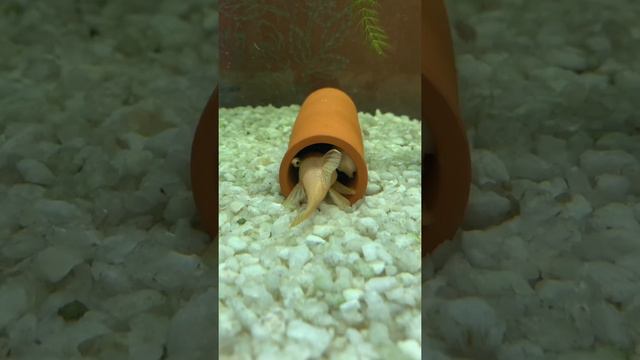Нерест Анциструсов