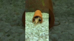 Нерест Анциструсов