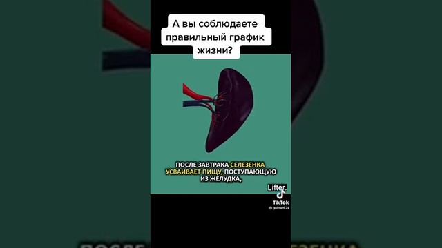 Как нужно правильно проживать часы в сутках #китайскаямудрость #законприроды #житьбезболи