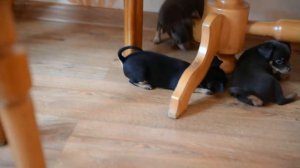 Щенки той терьер