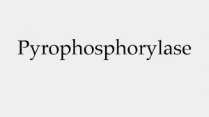 How to Pronounce Pyrophosphorylase