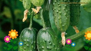 Огурец партенокарпический Будь здоров. Краткий обзор, описание характеристик cucumis sativus