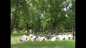 Современная хореография. "От винта". ТМТ "Щелкунчик"