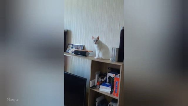 СМЕШНЫЕ ЖИВОТНЫЕ ❗? 10 МИНУТ СМЕХА  ЛУЧШИЕ ПРИКОЛЫ С КОТАМИ И СОБАКАМИ, ШИМПАНЗЕ, ПОПУГАИ ?