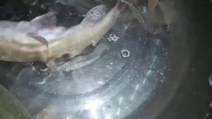 Маринка Царская Рыба Ловушки Fishing