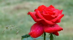 Amazing red rose with dew drops_fresh morning_Footage 189_Прекрасная алая роза с каплями росы