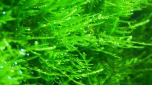 Led прожектор 30Вт 6500К в аквариуме и фотосинтез под ним мха Кристмас