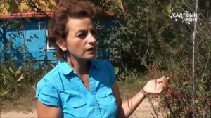 Болезни вишни. Коккомикоз. Сайт "Садовый мир".