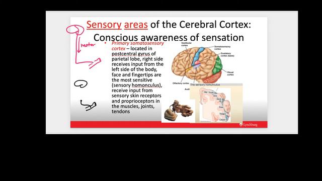 Central Nervous System lecture.part 1