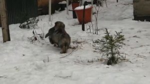 Щенки Кавказской овчарки 2 месяца